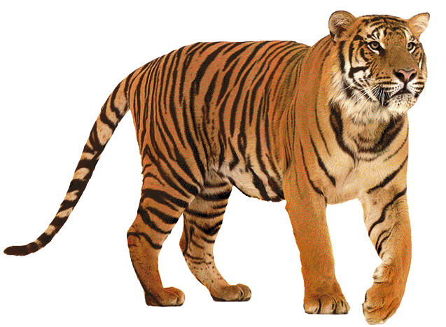 tiger.gif