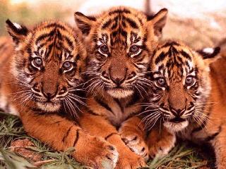 tigre.jpg