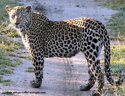 leopaaar.jpg
