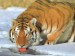 tigerr.jpg